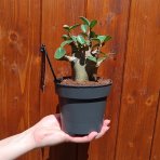 Adenium (Adenium obesum) ‘ANSU BAOBAB’ - výška 10-15 cm, kont. C1L